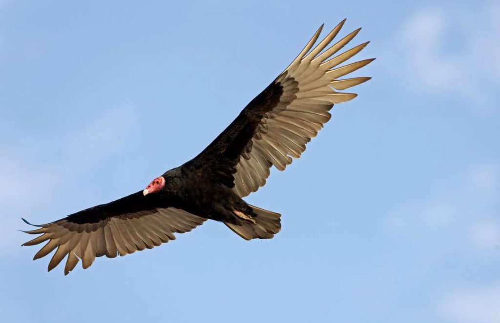 Turkey Vulture Black Birds In Florida