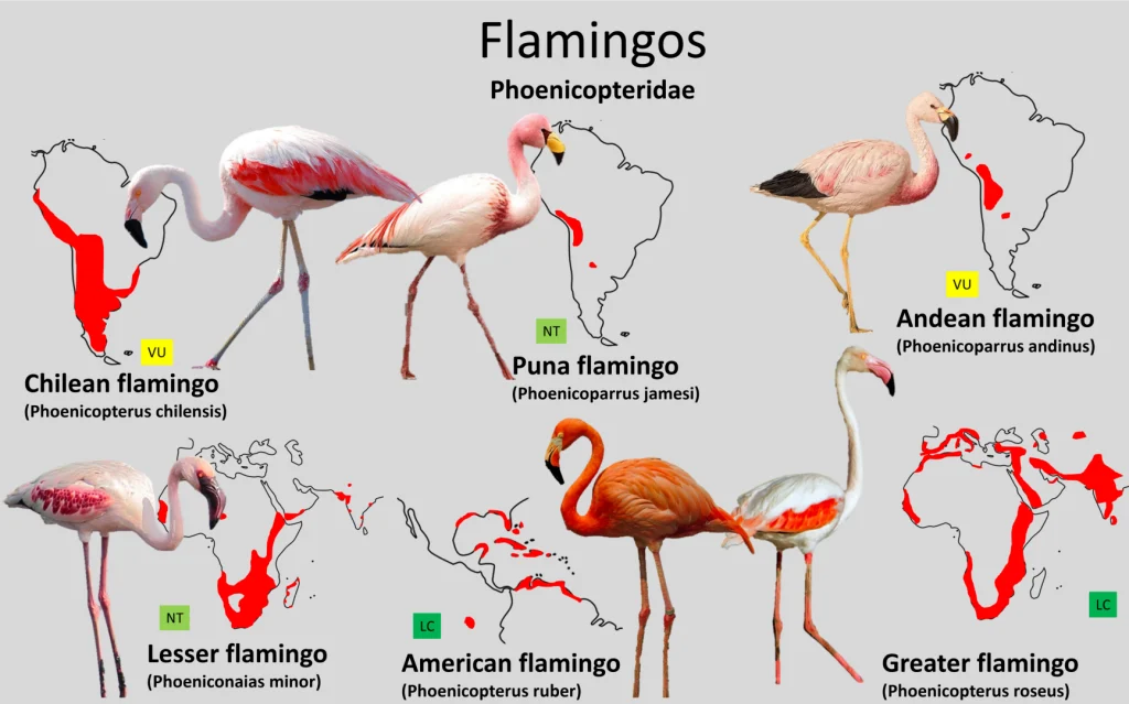 Where Do Flamingos Live? A Global Perspective