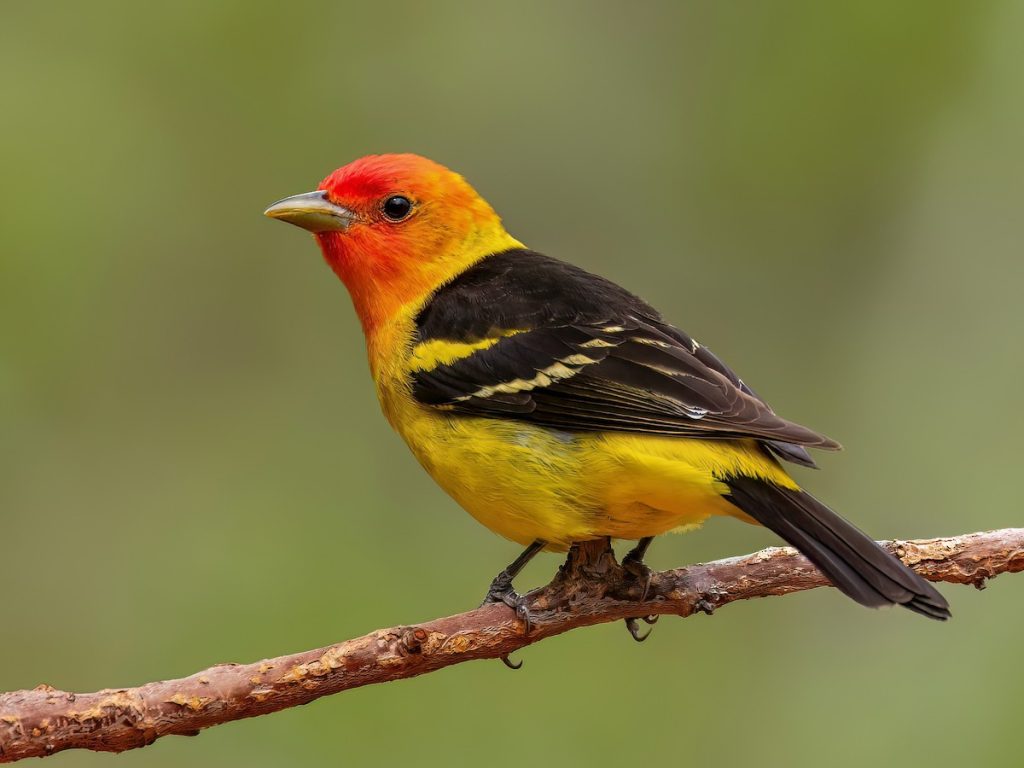 Western Tanager Red Birds in Texas
