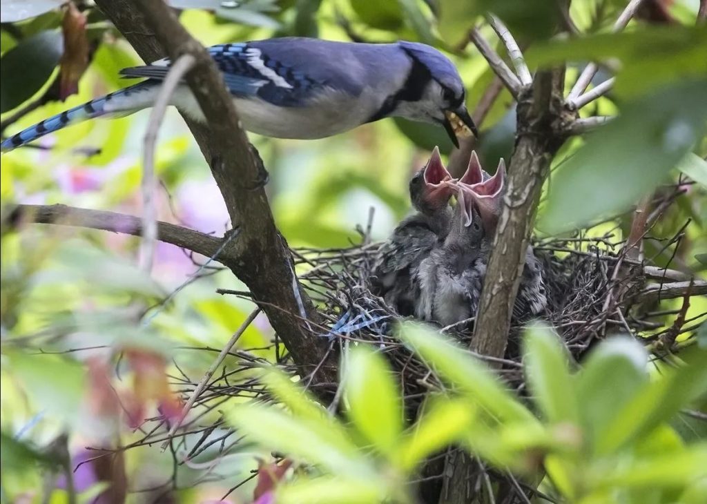 Baby blue jays eat