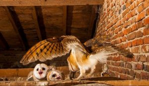 What Do Baby Owls Eat?