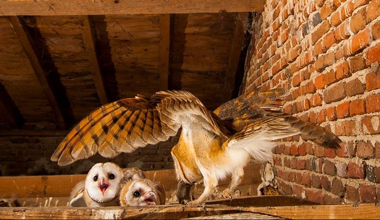 What Do Baby Owls Eat?