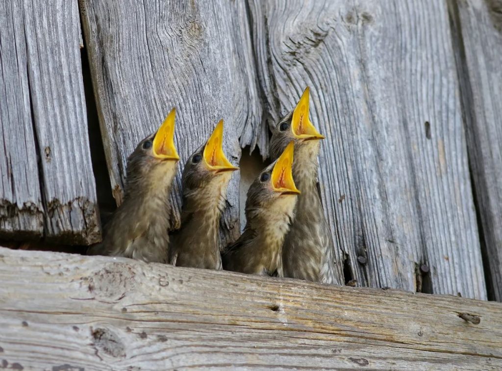 What Do Baby Starlings Look Like?