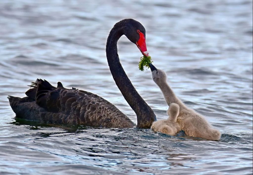 What Do Baby Swans Eat?