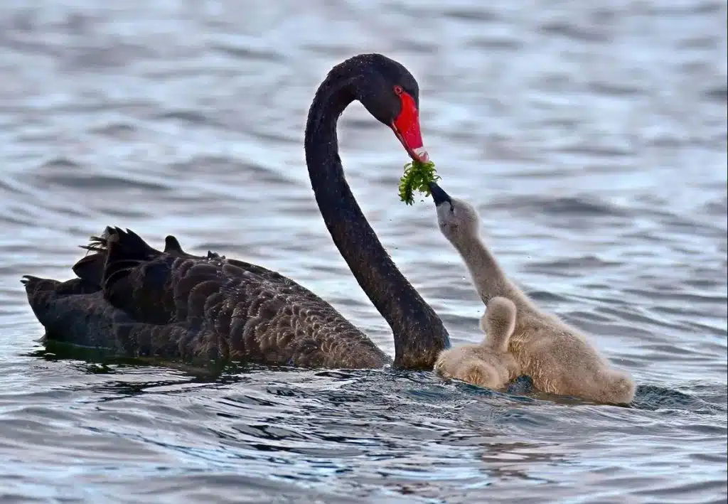 What Do Baby Swans Eat?