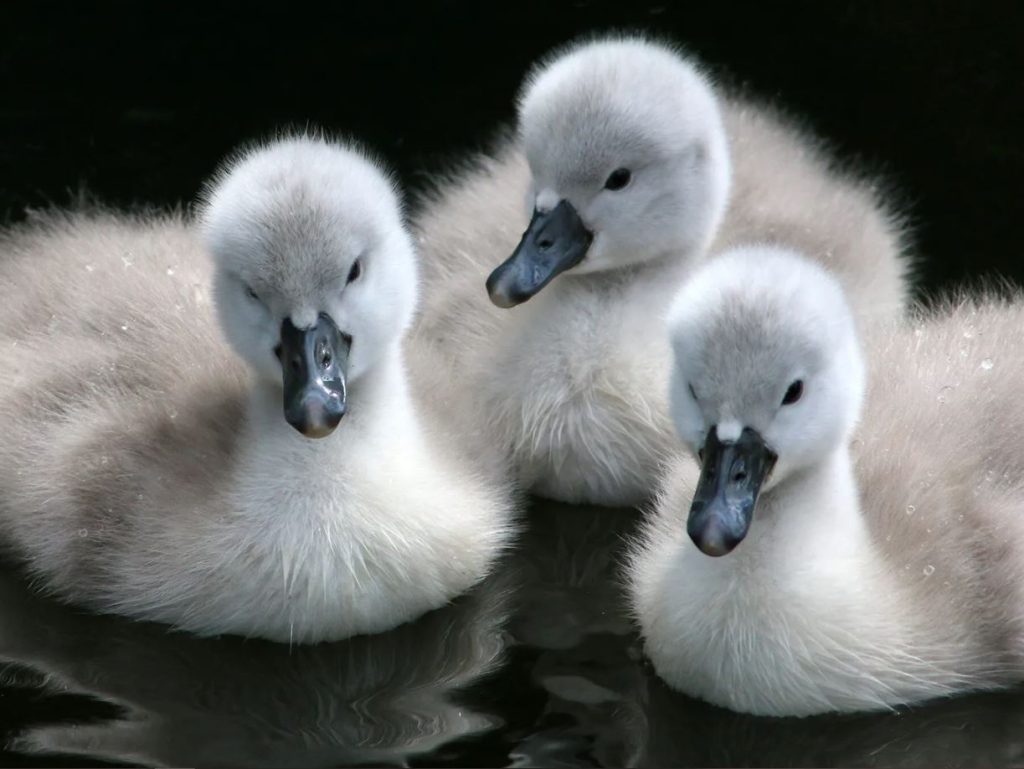 What Do Baby Swans Look Like?