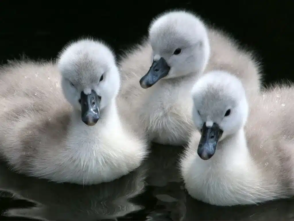 What Do Baby Swans Look Like?