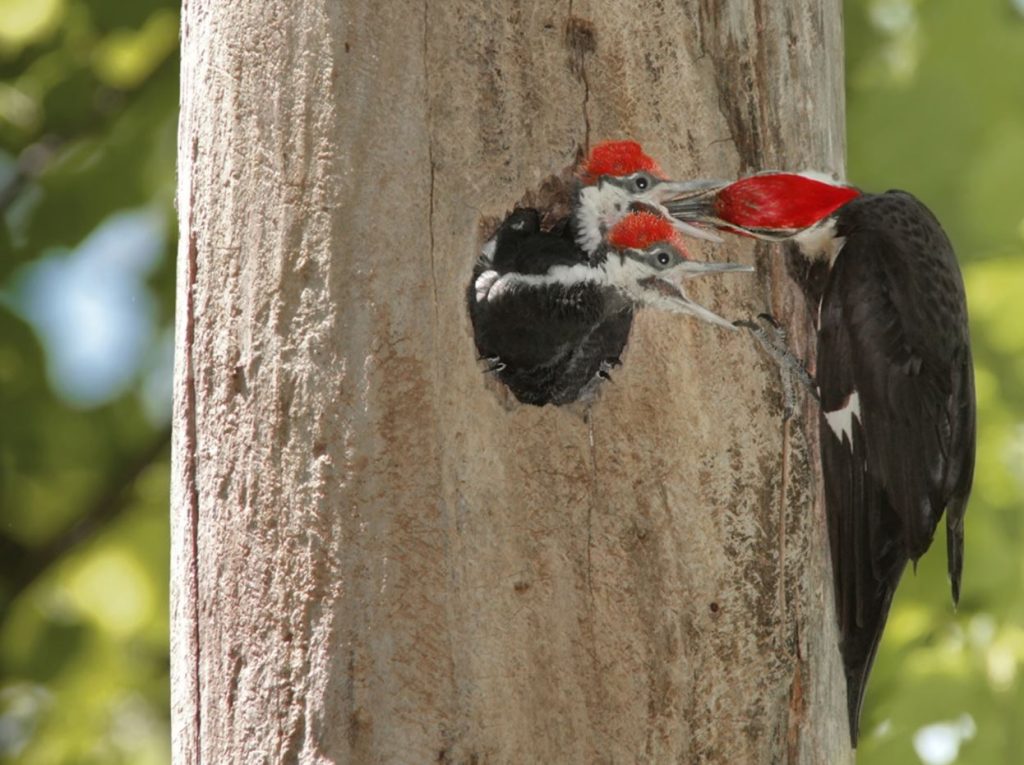 What Do Baby Woodpeckers Eat