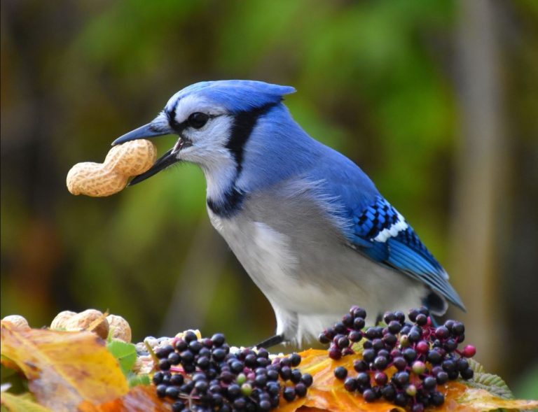 What Do Blue Jays Eat