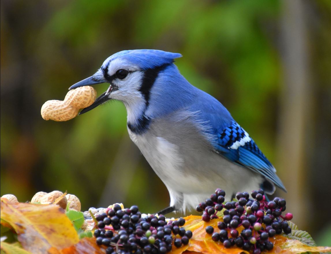 What Do Blue Jays Eat