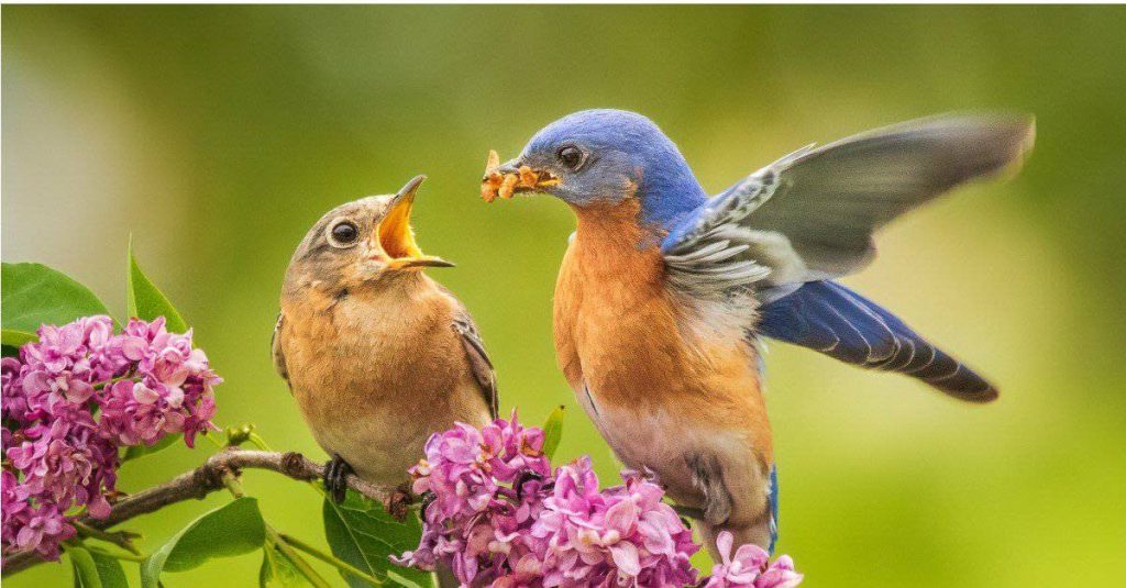 What Do Bluebirds Eat in the Wild?