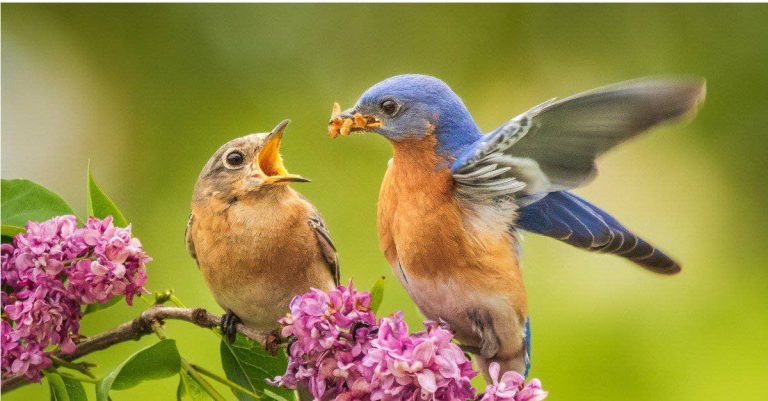 Do Blue Jays Mate for Life