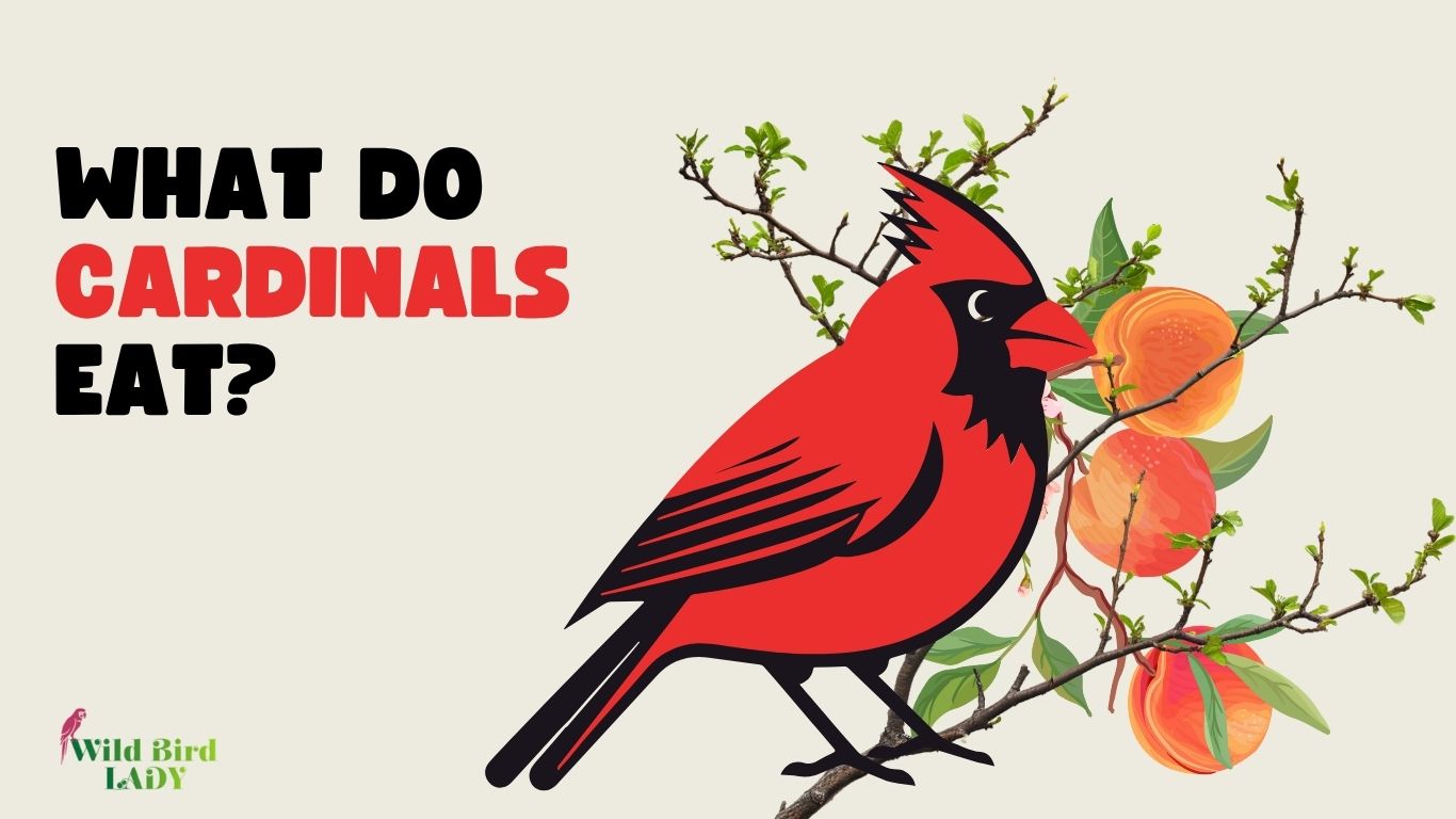What Do Cardinals Eat