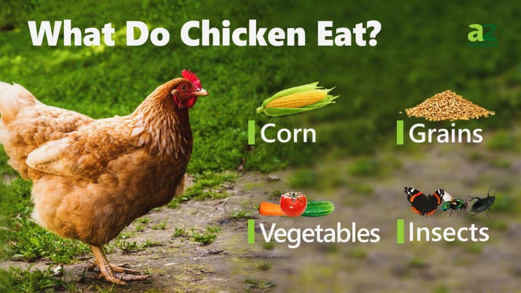 What Do Chickens Eat?