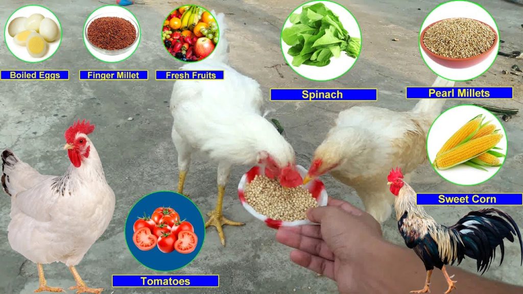 What Do Chickens Eat in the Wild vs. Backyard? (Don’t Feed Them This!)