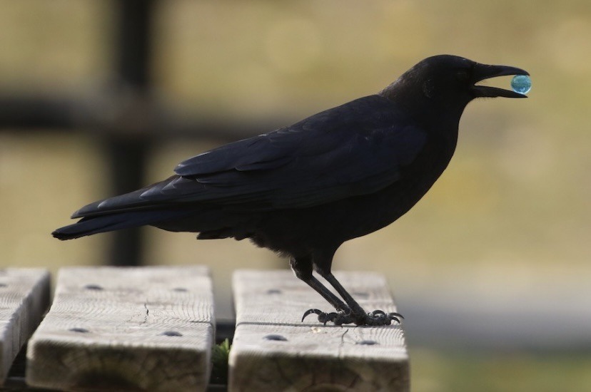 What Do Crows Eat?