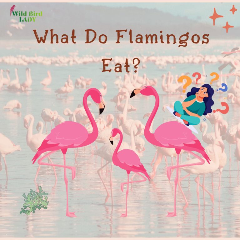 What Do Flamingos Eat