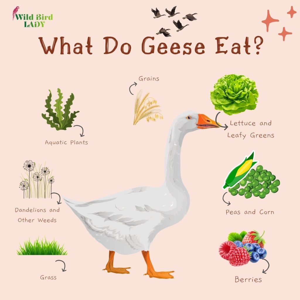 Seasonal Variations in Geese Food Preferences
