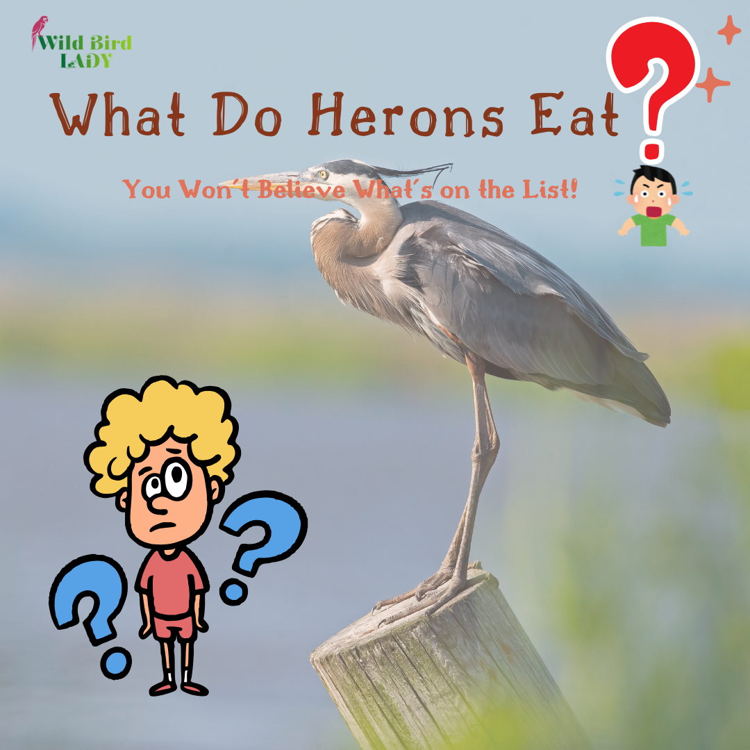 What do herons eat