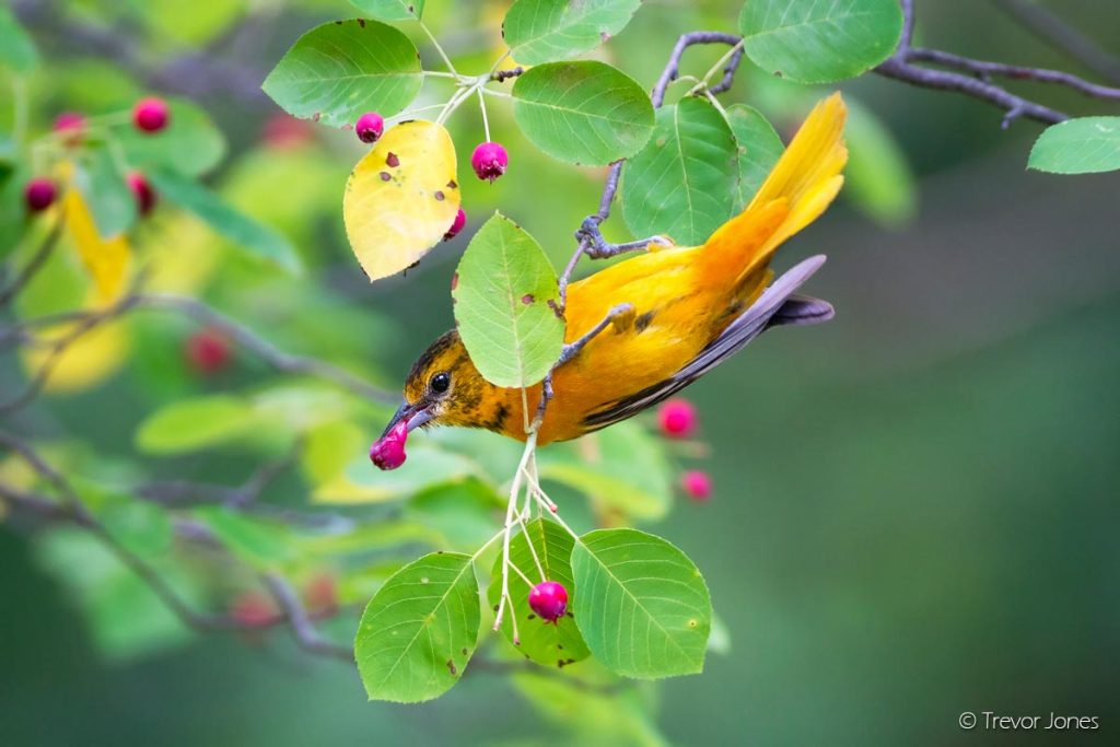 What Do Orioles Eat in the Wild?