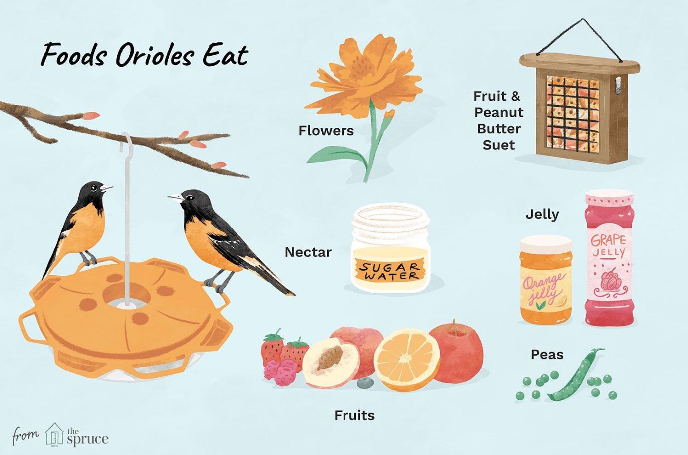 What Do Orioles Eat