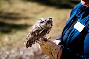 What Do Owls Eat in Captivity?