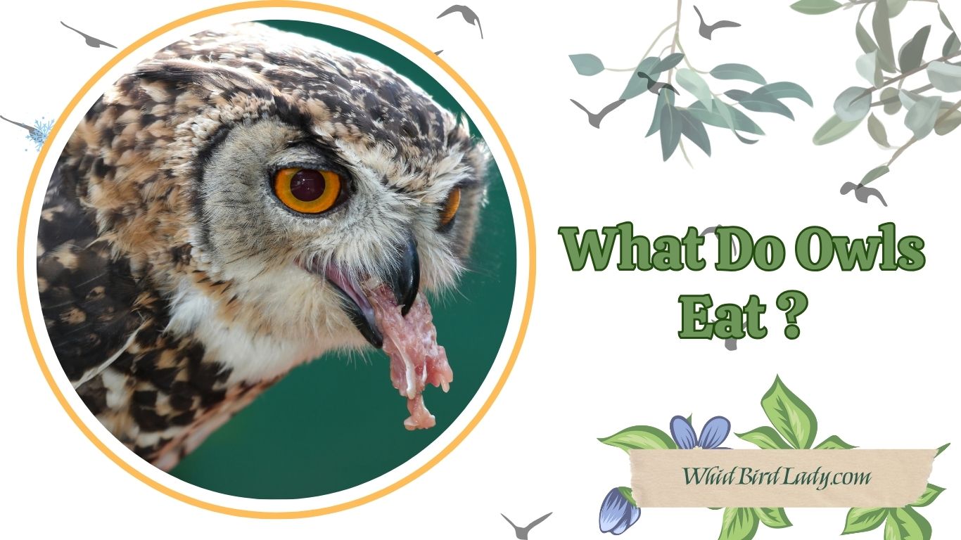 What Do Owls Eat?