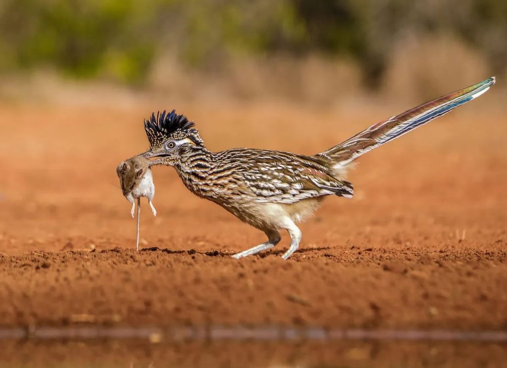 What Do Roadrunners Eat?