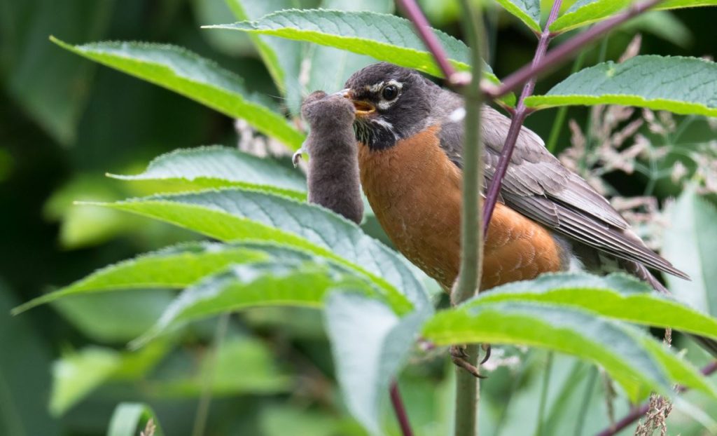 What Do Robins Eat in the Wild?