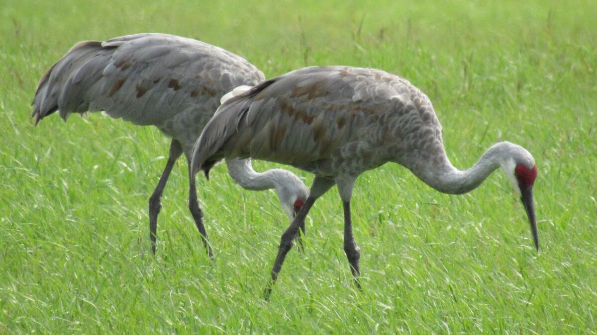 What Do Sandhill Cranes Eat