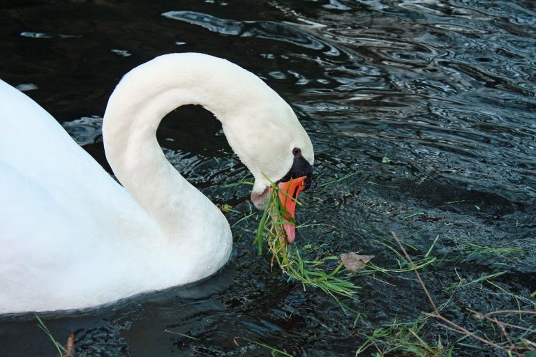 What Do Swans Eat? The Elegant Diet of These Graceful Birds Revealed!