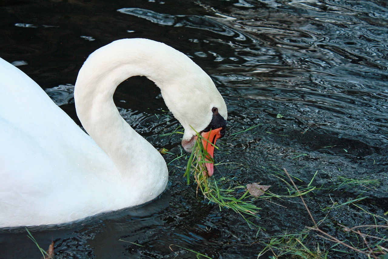 What Do Swans Eat? The Elegant Diet of These Graceful Birds Revealed!