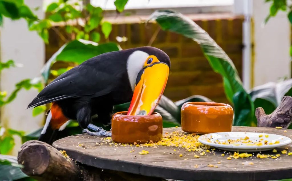 What Do Toucans Eat in Captivity?