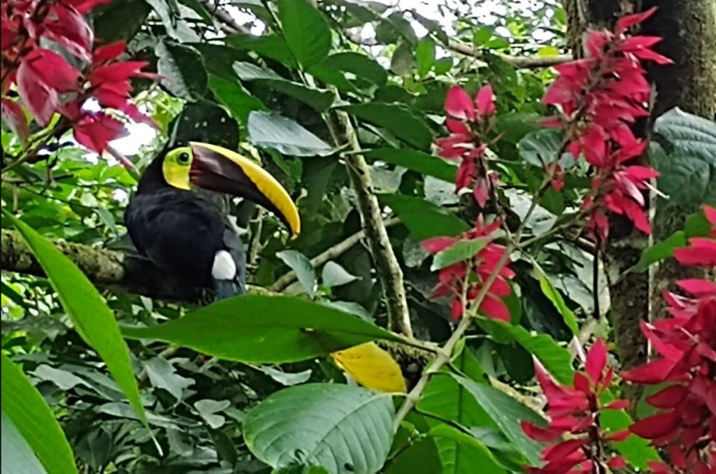 So, What Do Toucans Eat in the Wild?