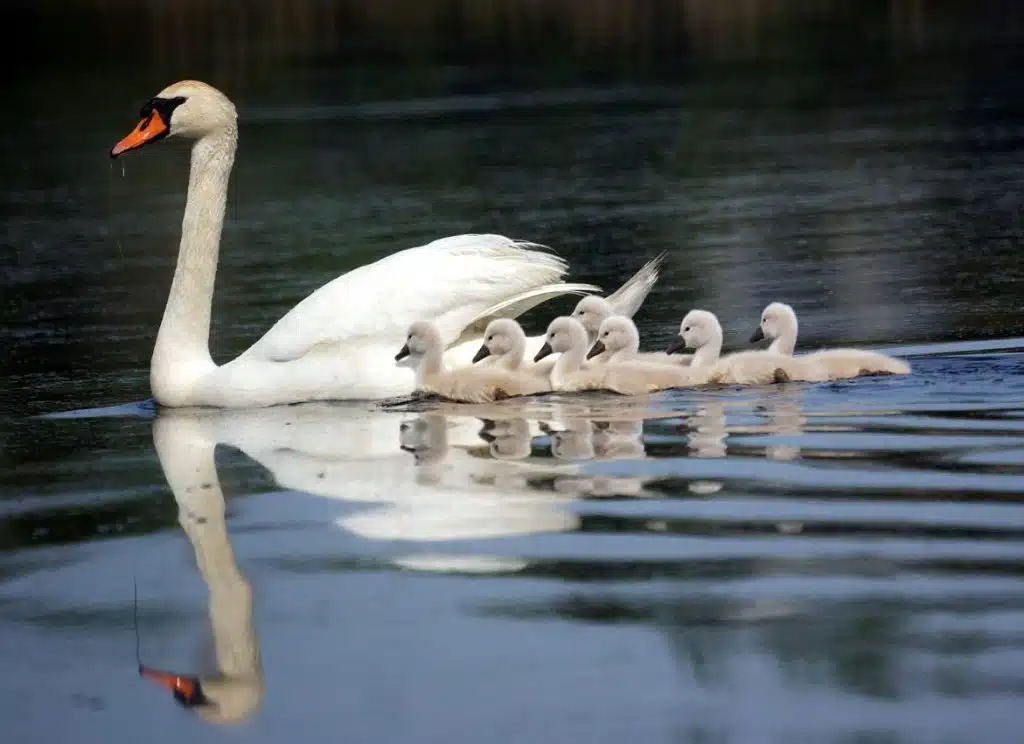 What Is a Baby Swan Called? The Proper Baby Swan Name