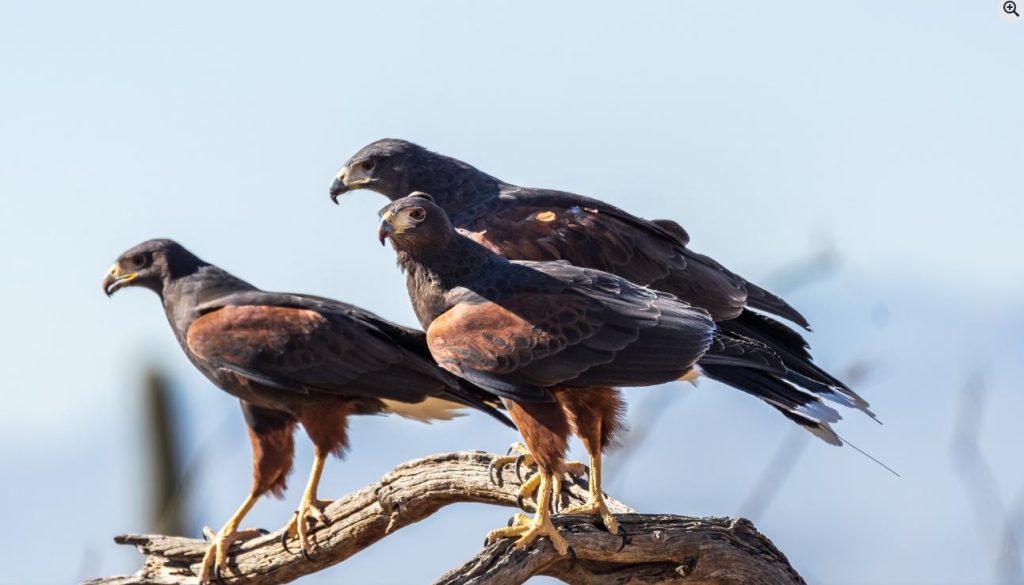 What Is a Group of Hawks Called?