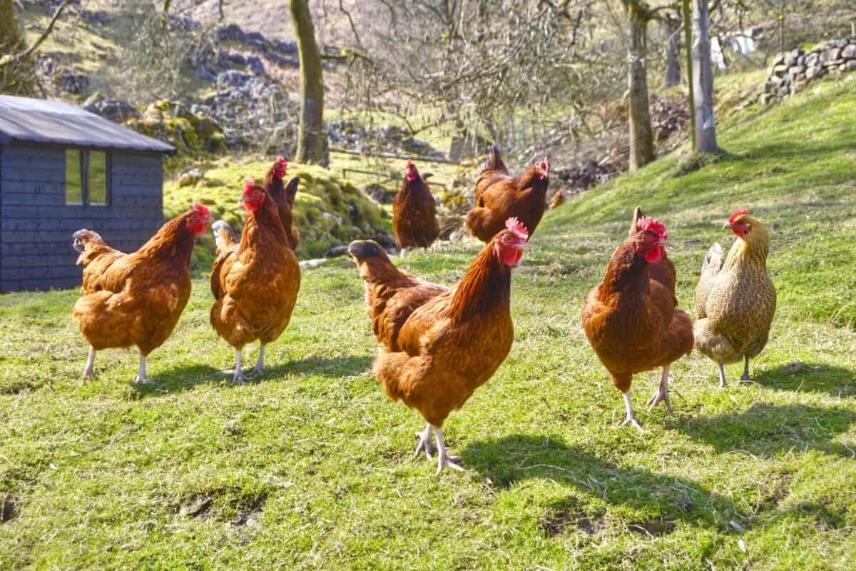 What Is a Group of Chickens Called