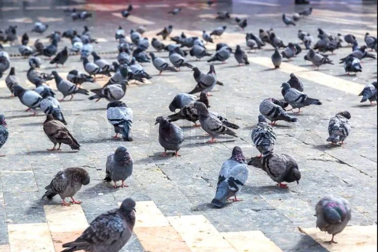 What Is a Group of Doves Called