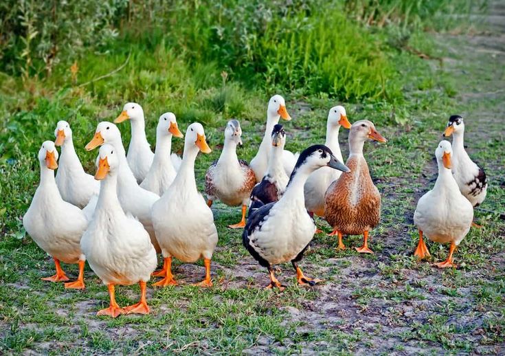 What Is a Group of Ducks Called
