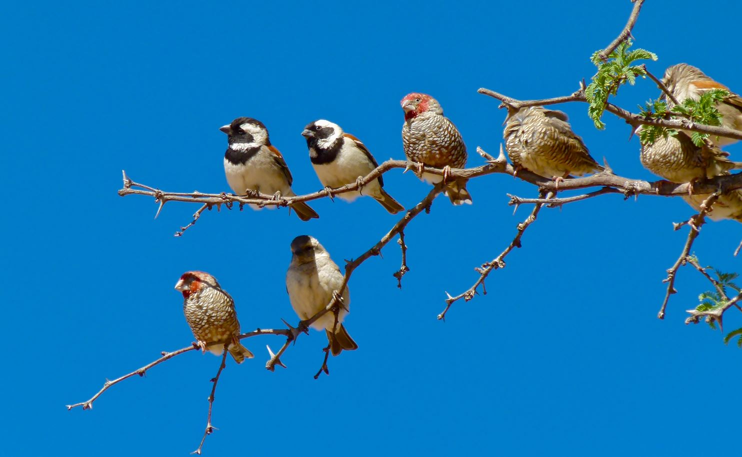 What Is a Group of Finches Called? The Charming Answer Will Surprise You!