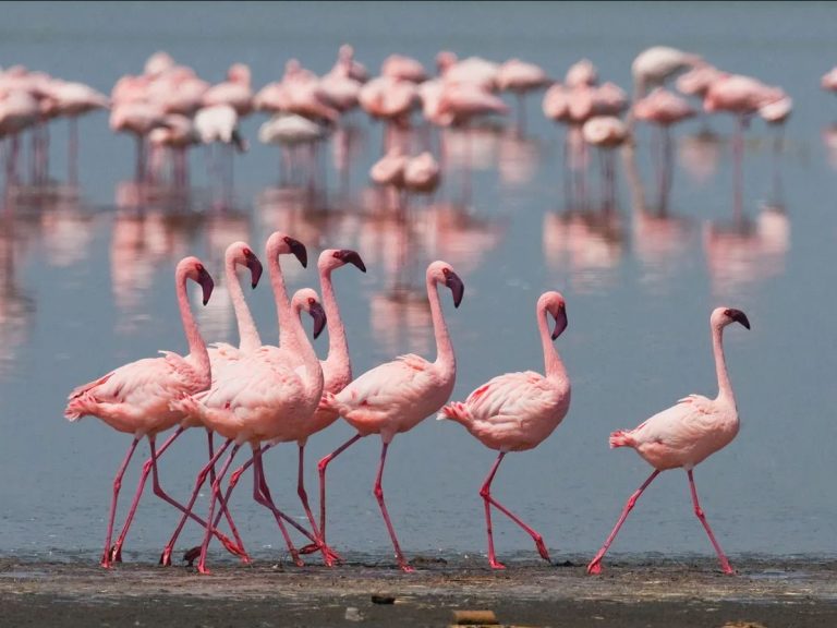 What Is a Group of Flamingos Called? (Hint: It’s as Fancy as the Bird Itself)