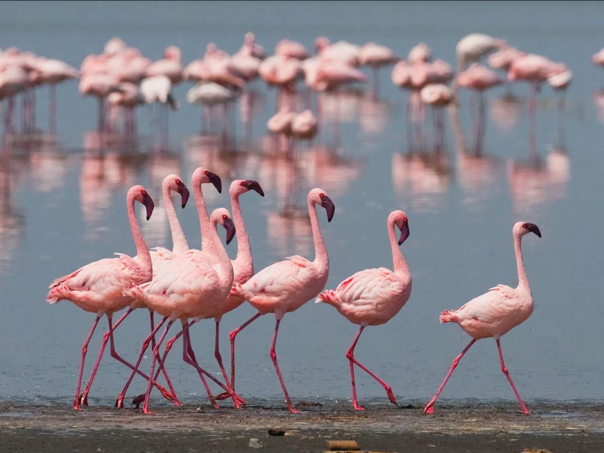What Is a Group of Flamingos Called? (Hint: It’s as Fancy as the Bird Itself)