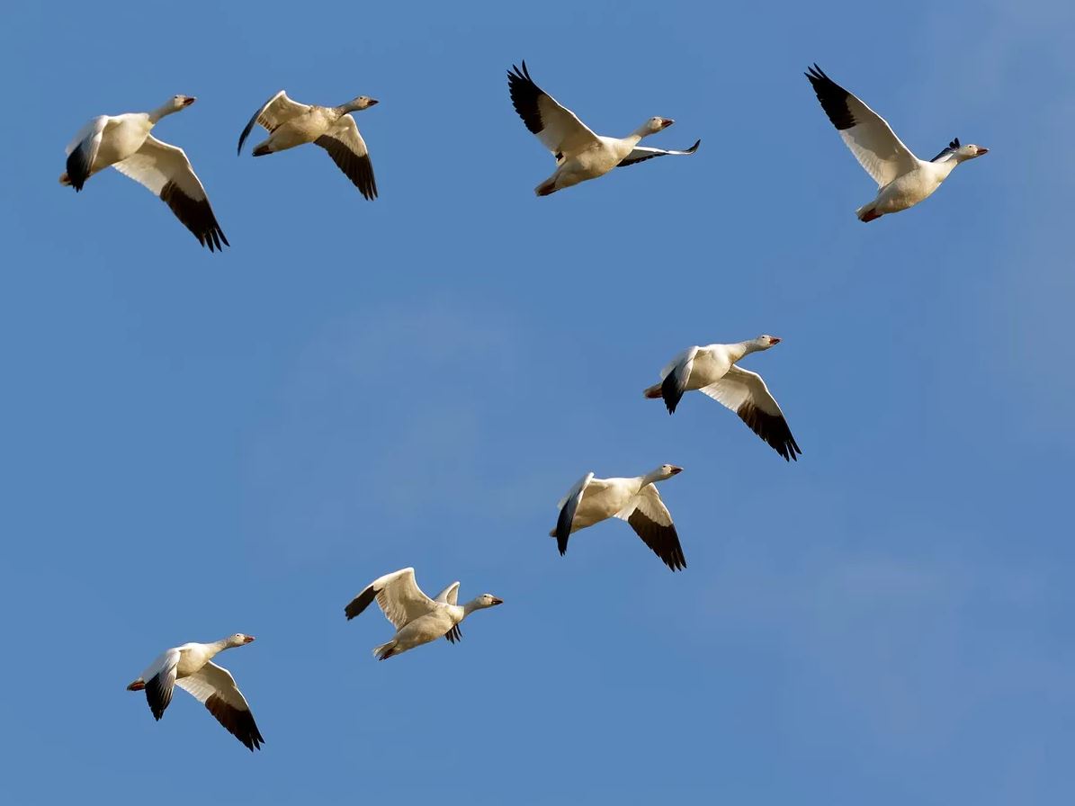 What Is a Group of Geese Called? (It Changes Depending on Where They Are!)