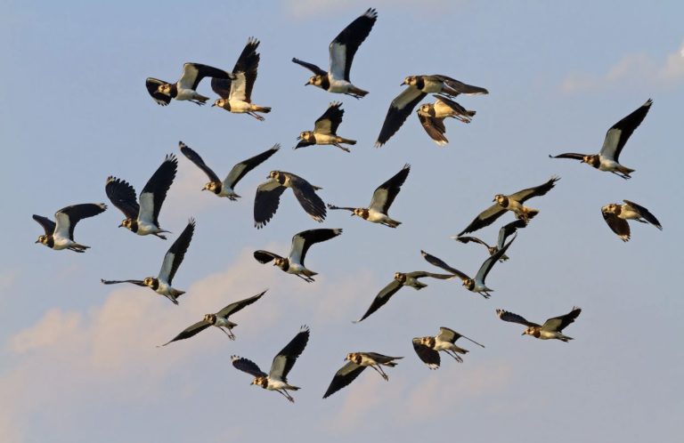 What Is a Group of Lapwings Called