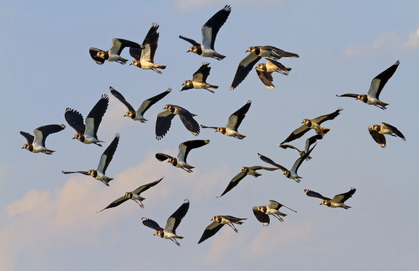 What Is a Group of Lapwings Called