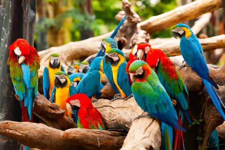 What Is a Group of Parrots Called