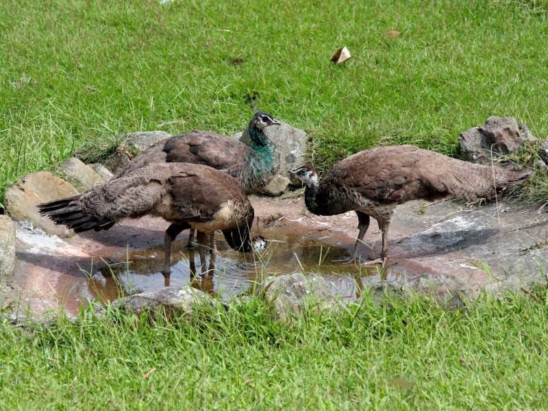 What Is a Group of Peacocks Called? The Regal Term You’ve Likely Never Heard Of!