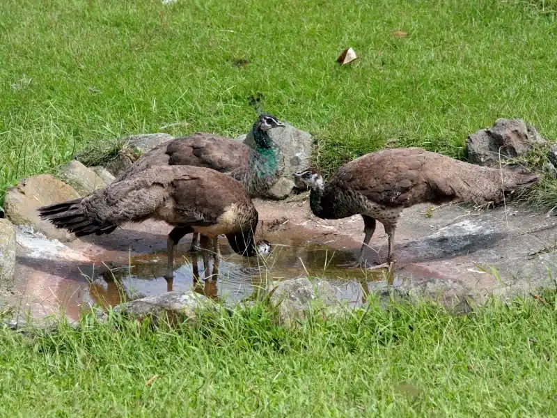 What Is a Group of Peacocks Called? The Regal Term You’ve Likely Never Heard Of!