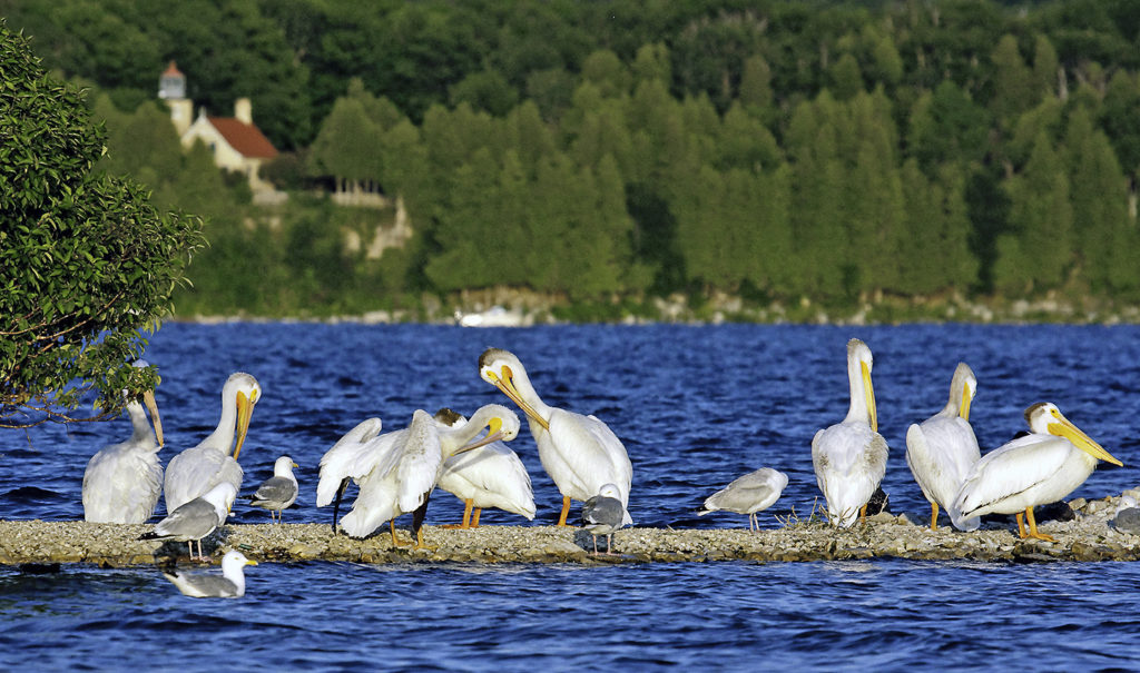 What Is a Group of Pelicans Called?
