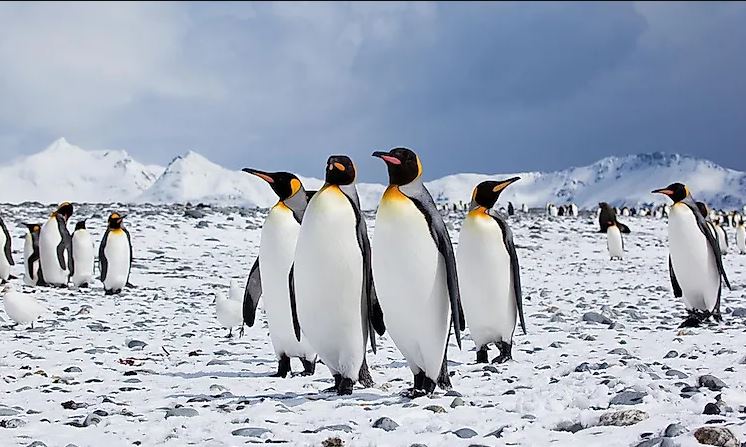 What Is a Group of Penguins Called?